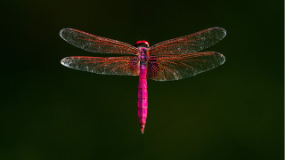 Dragonfly red tip glowing macro - its wing free wallpaper