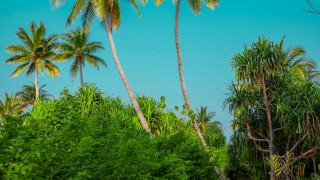 Palm trees forest blue sky - a group of palm trees free wallpaper