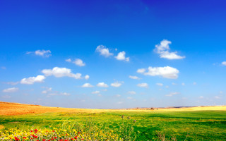 Flower field blue sky clouds 3 - a field of flowers free wallpaper for desktop