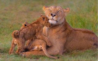 Lion cubs in grass wildlife - her cub free wallpaper