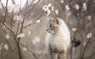 Cat branch pink blossoms impressionist - a cat free wallpaper