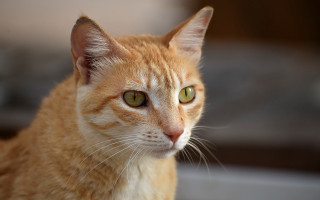 Cat green eyes blurry background 5 - a close up of a cat free wallpaper for desktop