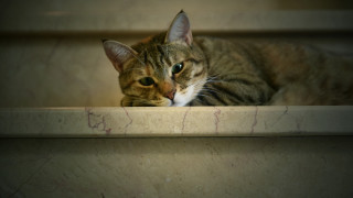 Cat ledge serious eye photorealism - marble free wallpaper