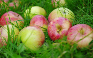 Apples grass fall nature blur - fall vibrancy free wallpaper