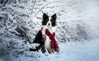 Dog snow winter scarf blackwhite - its neck free wallpaper