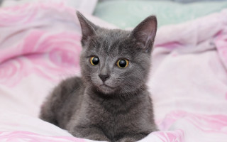 Gray kitten pink blanket curious - a pink blanket free wallpaper