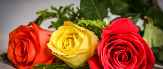 Roses blue flowers black white - a table top free wallpaper