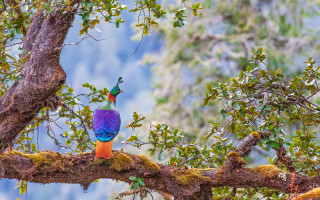 Colorful bird forest mountain primivitism - a tree branch in a forest free wallpaper