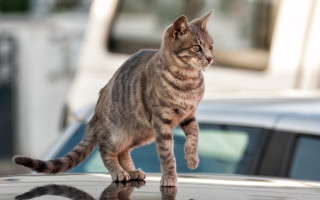 Cat car parking lot reflection - a reflection of it free wallpaper