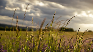 Grass flowers clouds sunbeam mountains - the background and a sunbeam in the foreground free wallpaper
