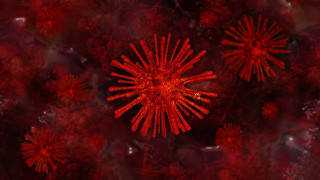 Red flower black background autumn - particle free wallpaper for desktop