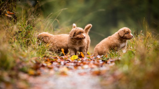 Puppies field grass leaves autumn - two puppy free wallpaper