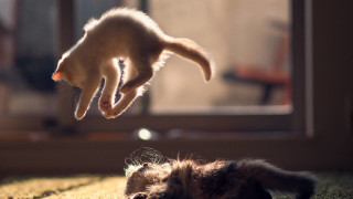 Cat reaching toy arabesque microscopic - action scene free wallpaper