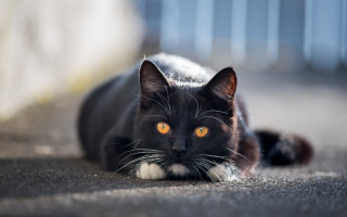 Black cat yellow eyes symmetrical 3 - a blurry background of a building free wallpaper