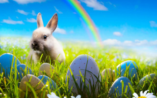 Bunny grass eggs daisies rainbow - a bunny free wallpaper for desktop
