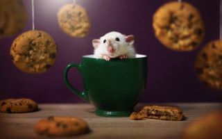 Mouse cup cookies string blurry - a cup free wallpaper