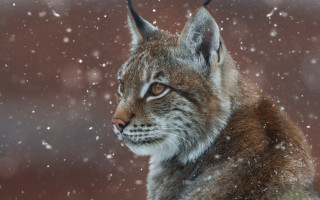 Lynx snow fur starry night - a lynx free wallpaper