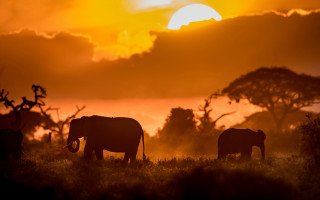 Elephants sunset grass clouds nature - wildlife photography free wallpaper for desktop