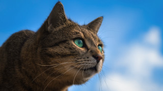 Black cat green eyes outdoors 2 - white cloud free wallpaper