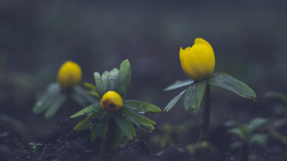 Yellow flowers green leaves rain - a blurry background of grass and dirt free wallpaper