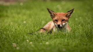 Fox sad grass nature blurry - neoism free wallpaper for desktop