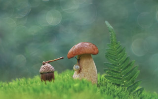 Mushroom house grass fern blurry - tiny free wallpaper