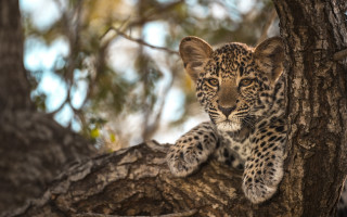 Leopard cub sitting in tree - wildlife photography free wallpaper for desktop