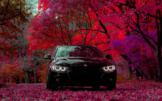 Autumn leaves car park forested - area free wallpaper