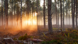 Forest sunbeam fog city light - volumetric light free wallpaper