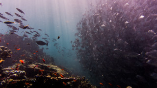 Large fish reef underwater night - alson s. clark free wallpaper for desktop
