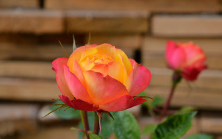 Yellow rose wood pallets bokeh - ann thetis blacker free wallpaper for desktop