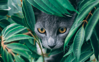 Cat hiding behind bush leaves - primitivism free wallpaper