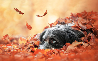 Dog leaves fall autumn fire - animal photography free wallpaper