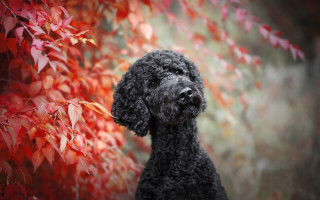 Black poodle red tree autumn - branch and a blurry background free wallpaper