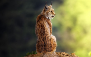 Lynx rock outdoor digital naturalism - its tail free wallpaper
