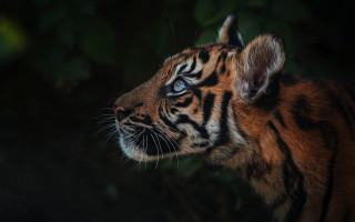 Tiger blue eyes forest background - a tiger free wallpaper for desktop