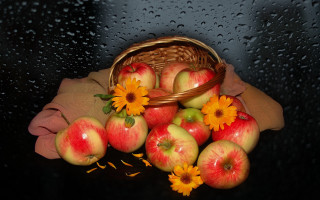 Basket apples daisies rain cloth - rainy free wallpaper