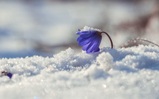 Purple flower snow winter macro - a.b. frost free wallpaper