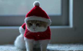 Cat santa hat sweater floor - floor next free wallpaper