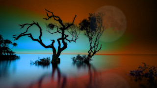 Mystical bamboo tree lake moon - a full moon in the background free wallpaper for desktop