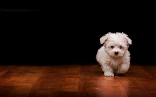 Small white dog wooden floor 2 - a wooden floor next free wallpaper