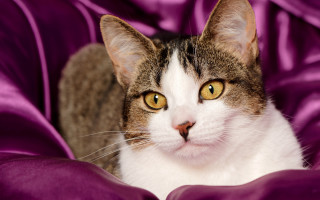 Black cat purple blanket serious - a serious look free wallpaper