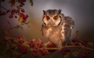 Small owl berries dark background - red berry free wallpaper