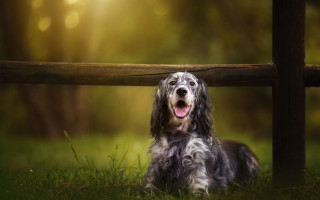 Dog sitting grass fence open - tongue free wallpaper for desktop