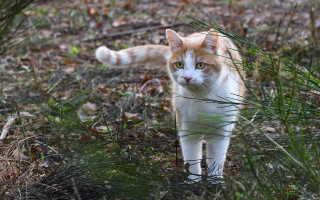 Cat forest leaves grass bush - lot of leaves free wallpaper