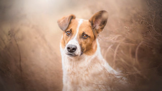 Dog focused animal portrait blurry - elke vogelsang free wallpaper