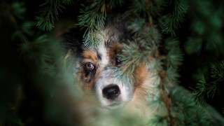 Dog peeking behind branch nose - its eye free wallpaper for desktop