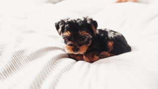 Small black brown dog laying - dog free wallpaper