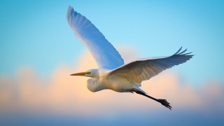 White bird flying blue sky 3 - blue sky free wallpaper