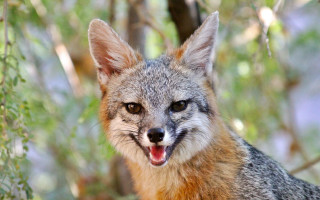 Fox tongue out bokeh blurry - a close up of a fox free wallpaper